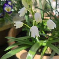 シラー,シラー,球根の画像