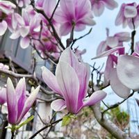 モクレン,サラサモクレン,庭の画像