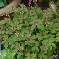 ライラック,レーマニア・エラータ,ティアレア スプリングシンフォニー,きんぎょそう,ツキヌキ二ンドウの画像