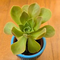 レモネード,アエオニウム 属,多肉植物,アエオニウム,アエオニウム属の画像