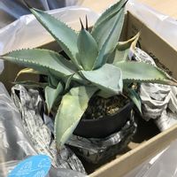 アガベ,アガベ ドラゴントゥース,タナベフラワーの画像