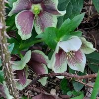 クリスマスローズの画像