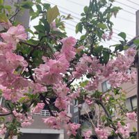 ハナカイドウの画像