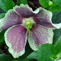 クリスマスローズの画像