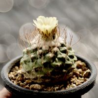 菊水,Strombocactus disciformis.,カクタス広瀬,玉ボケ倶楽部,plants greedの画像