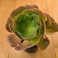 黒法師,黒法師,黒法師綴化,黒法師綴化,アエオニウム 属の画像