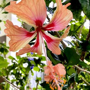 ハイビスカス,ハイビスカス  オレンジ・フラミンゴ,ハイビスカスフラミンゴ,鉢植え,挿し木の画像