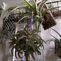 チランジア,ティランジア,イキシオイデス・ブルーアルビノ,バンハイニンギー ジャンボ,エアプランツの画像