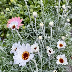 ローダンセマム,ローダンセマム,マム,マム,我が家の小さな庭の画像