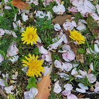 タンポポの画像