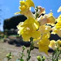 キンギョソウ,キュンキュン乙女倶楽部,HTC,幸せの黄色いお花,キンギョソウのお花の画像