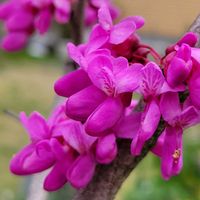 ハナズオウ,春のお花,春到来！,可憐な花,ピンク❤︎ピンクの画像