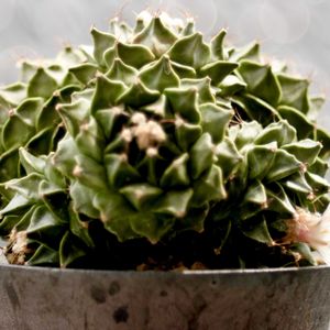 帝冠,Obregonia denegrii,カクタス広瀬,玉ボケ倶楽部,窓辺の画像