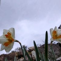 イベリス,デルフィニウム,クレマチス　カートマニージョー,クレマチス　ペトリエイの画像