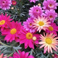 マーガレット,寄せ植え,ガーデニング,ピンクの花,花のある暮らしの画像