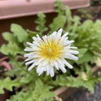 タンポポ,タンポポ,白花たんぽぽ,緑花タンポポ,緑花タンポポの画像