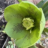 クリスマスローズ,水仙,青森県❤︎.*の画像