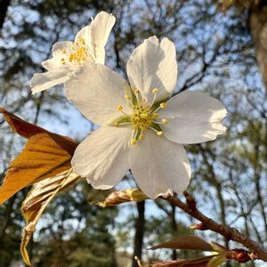 ヤマザクラ,ヤマザクラ,ヤマザクラ（山桜）,白輝美人,太陽がくれた季節aの画像
