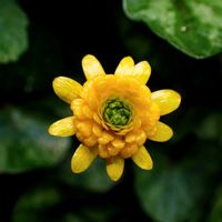 ヒメリュウキンカ,レンギョウ,日本タンポポ,キュンキュン乙女倶楽部,黄色いお花大好き協会の画像