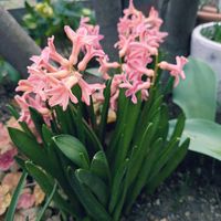 ヒヤシンス,ヒヤシンス,ピンクの花,寒冷地,おうち園芸の画像