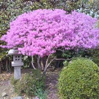 オダマキ,八重クリスマスローズ,クリスマスロ－ズ,ヤマツツジ,クリスマスローズ   シングルの画像