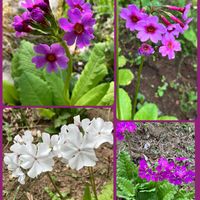 イワウチワ,クリンソウ,サクラソウ,シュンラン,雪割草の画像