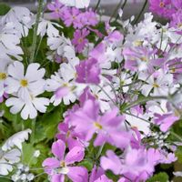 サクラソウ,プリムラ,今日のお花,花のある暮らし♡,おうち園芸の画像