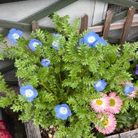 ネモフィラ,おうち園芸,府民の園芸の画像