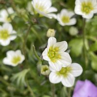 キンギョソウ,ラナンキュラス,雲間草,シルバーレース,クローバーティントセピアの画像