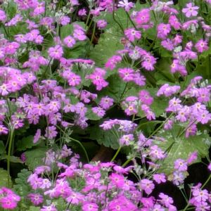 植木鉢,花いろいろ,バラと夢CLUB,フェンスの隙間から,おうち園芸の画像