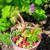 多肉植物,大好き,多肉寄せ植え,かわいい♡,ちまちま寄せの画像