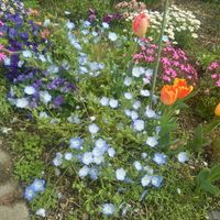 ネモフィラの画像