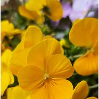 レンギョウ,ビオラ,ミニ水仙,ラッパスイセン,ミニスイセン テータテートの画像