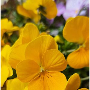 レンギョウ,ビオラ,ミニ水仙,ラッパスイセン,ミニスイセン テータテートの画像