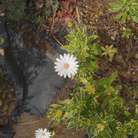 オステオスペルマムの画像