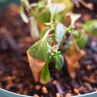 ペンタスの画像