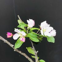 ヒメリンゴ,庭の画像