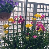 フリージア,ベランダの画像