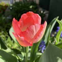 ガザニア,チューリップの画像