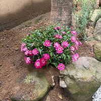 ボンザマーガレットの画像