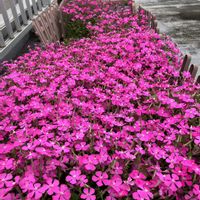 シレネ,シレネ ピンクパンサー,シレネ ピンクパンサー(シレネ カロリニアナ),シレネ サクラパンサー,屋上ガーデンの画像