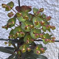 ユーフォルビア ブラックバード,金毘羅さん,父母ヶ浜,与島夜景,春ですね♪の画像