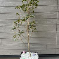 キンモクセイ,金木犀の画像