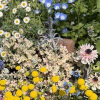 サクラソウ,サクラソウ,ネモフィラ,ネモフィラ,花かんざしの画像