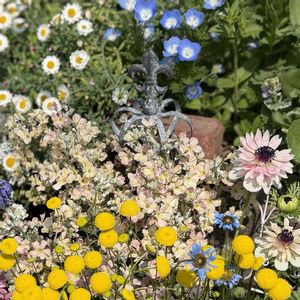 サクラソウ,サクラソウ,ネモフィラ,ネモフィラ,花かんざしの画像