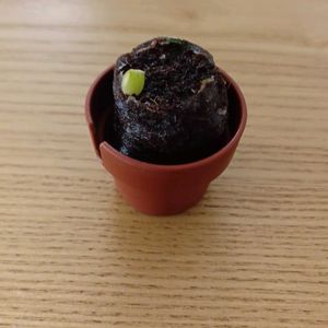 サボテン,サボテン栽培セット,多肉植物,観葉植物,鉢植えの画像