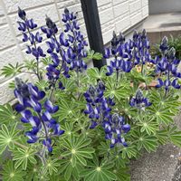 ルピナス,カサバルピナスの画像