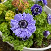 アネモネの画像