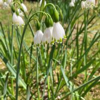 スノーフレークの画像