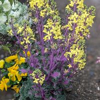 ハボタン,ハボタン,ハボタン,ハボタン,Juneの会の画像